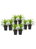GARDENZO 8er-Set: Leliengras Liriope Muscari in Lila