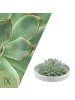 NatureNest Echeveria Pulidonis Sukkulente in grüner Schale