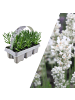 NatureNest 6 weiße Lavendelpflanzen - Lavendel angustifolia Edelweiss