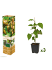 GARDENZO 3er-Set: Kiwi Jenny 