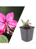 NatureNest 3er: Set Gaura lindheimeri Siskiyou Pink Pflanzen in Rosa