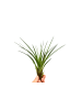 MeinVIPShop 3er Set Exotische Tillandsien Melanocrater