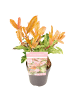 NatureNest 3er: Set Photinia serrulata Pink Crispy Pflanze in Rosa