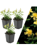 NatureNest 3 Johanniskraut-Pflanzen  Hypericum calycinum 