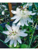 GARDENZO Passionsblume weiß 110-120cm 2L Topf