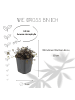 NatureNest 3 Stachelnusspflanzen  Acaena microphylla 'Kupferteppich'  