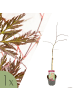 NatureNest Acer palmatum Garnet Ahorn Hochstamm in Rot