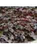 NatureNest 6 Purpurglockenblumen Pflanzen  Heuchera micrantha 'Palace Purple'  