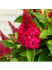 NatureNest Buddleja Butterfly Candy Little Bubblegum Pflanzen in Rosa