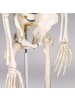 tectake Lebensgroßes anatomisches Modell - Tollund