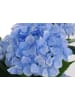 MCW Künstliche Hortensie Q86, Blau