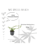 NatureNest 12 Asterpflanzen  Aster ageratoides 'Asran'  