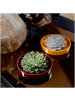 NatureNest Echte Sukkulente Lila - cm12-14 cm - hoch5 cm - 1x Echeveria Lilacina 