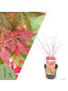 NatureNest Acer palmatum Beni maiko Ahornpflanze in Rot Topf 19 cm Höhe 50 cm
