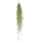 MeinVIPShop 3er Set Seeigelgehäuse silber mit tillandsia spanisch Moos