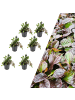 NatureNest 6 Kriechende Zenegrünpflanzen  Ajuga reptans  