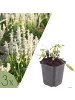NatureNest 3er: Set Salvia nemorosa Schneehegel Pflanzen in Weiß