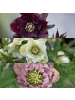 NatureNest Set mit 3 Weihnachtsrosen Specials Mix 
