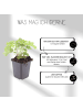 NatureNest 12 Frauenmantel pflanzen  Alchemilla mollis  
