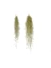 MeinVIPShop Tillandsia Luftpflanze 30cm Spanisches Moos XL