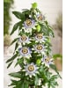 GARDENZO 2er-Set Passionsblume blau 110-120cm 2L Topf