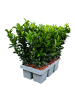 NatureNest 6er: Set Euonymus japonicus Green Spire Heckenpflanzen in Grün