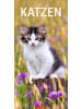 Weingarten Kalender - Katzen Kalender 2026