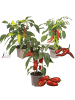 NatureNest 3er: Set Gemüsepflanzen Scharfes Trio in Grün Topf 14 cm Höhe 40 cm