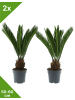GARDENZO 2er-Set: Japanische Cycas-Palme