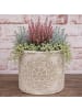 AltoBelli Blumentopf MARONI Beige mit Ornament RUND Zement 13x13 cm