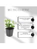 NatureNest 3 Asterpflanzen  Aster ageratoides 'Asran' 