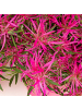 NatureNest 6er: Set Rhodo Azalea StarStyle Pink Pflanze in Rosa