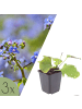NatureNest 3er: Set Brunnera macrophylla Pflanzen in Blau