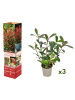 GARDENZO 3er-Set: Photinia fras. 'Red Robin' Glanz Mispel in Bunt