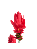 Beliani Kunstpflanze PURPURATA in Rot/Grün - (W) 70 x (H) 130 x (L) 70 cm