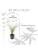 NatureNest 6 Federgraspflanzen  Stipa tenuissima 'Ponytails' 
