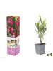 GARDENZO 4er-Set: Tropische Oleanderpflanzen in Rosa