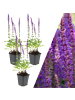 NatureNest 3 Salbei pflanzen  Salvia nemorosa 'Ostfriesland' 