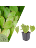 NatureNest 3er-Set: Epimedium perralchicum Frohnleiten Staude in Gelb