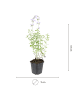 NatureNest 6er: Set Nepeta Walkers Low Pflanzen in Lila