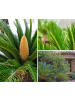 GARDENZO 2er-Set: Japanische Cycas-Palme