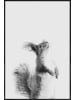 Juniqe Poster in Kunststoffrahmen "Red Squirrel III" in Grau