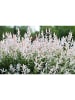 GARDENZO 2er-Set: XXL Salix Hakuro Nishiki in Rosa
