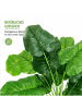 Home Nature Wohnkonzept Künstliche Alocasia in Grün 70cm