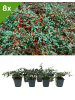 GARDENZO 8er-Set Kriechmispel