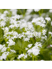 NatureNest 3er: Set Galium odoratum Pflanzen in Weiß
