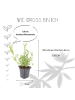 NatureNest 3 Eisenkraut pflanzen  Verbena bonariensis
