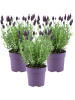 NatureNest 3er: Set Lavandula stoechas Anouk Lavendelpflanzen in Lila