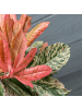 NatureNest 3er: Set Photinia serrulata Pink Crispy Pflanze in Rosa