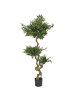 Beliani Kunstpflanze RUSCUS TREE in Grün/Schwarz - (W) 80 x (H) 166 x (L) 80 cm